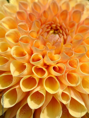 Closeup on an orange dahlia