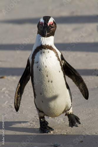 Fotografie, Tablou Walking Jackass penguin (Spheniscus demersus), Cape Town, South Africa