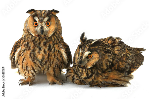 two owl