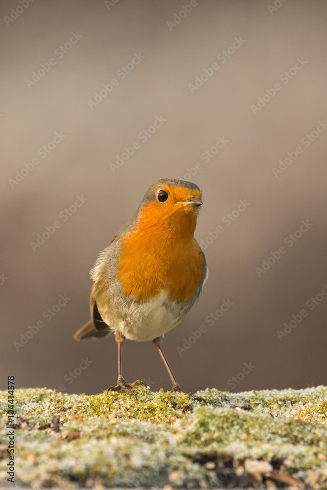 Robin Robin