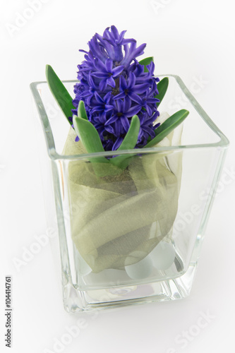 hyacinth