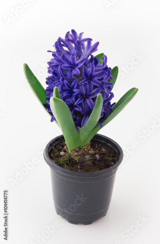 hyacinth