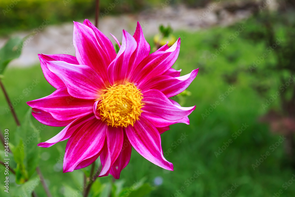 Obraz premium Pink Beautiful Flowers