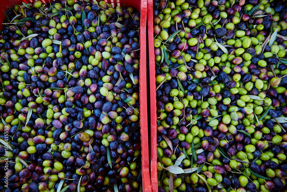 Olives texture in harvest at Mediterranean Olives texture in harvest at Mediterranean