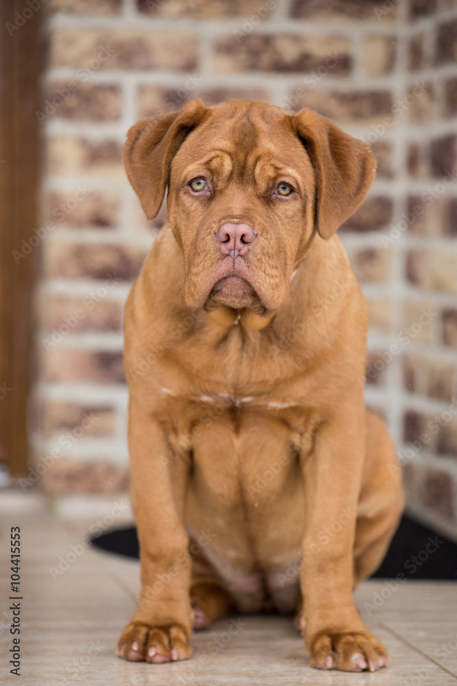 Bordeaux dog puppy Bordeaux dog puppy