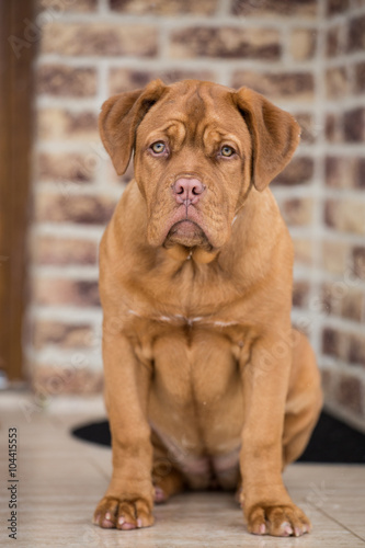 Bordeaux dog puppy