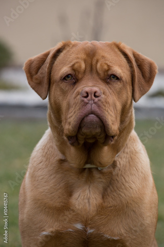 Bordeaux dog portraite