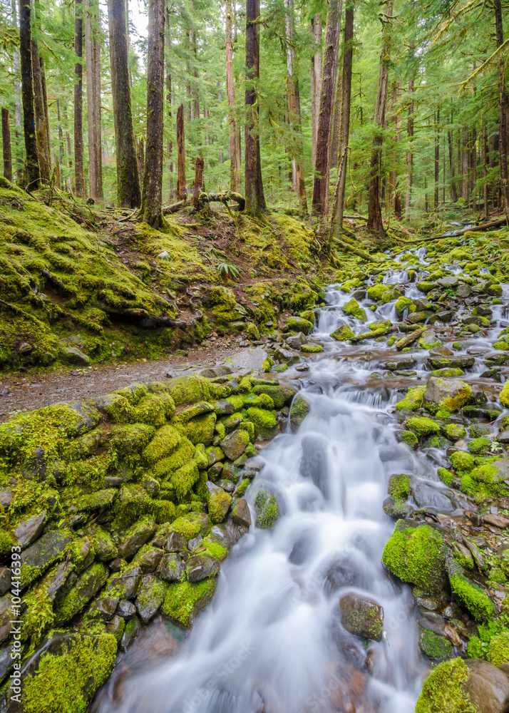 Beautiful Mountain River at the Olympics Park. WA, USA.