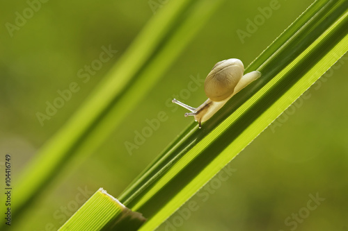 Snail on blade of grass