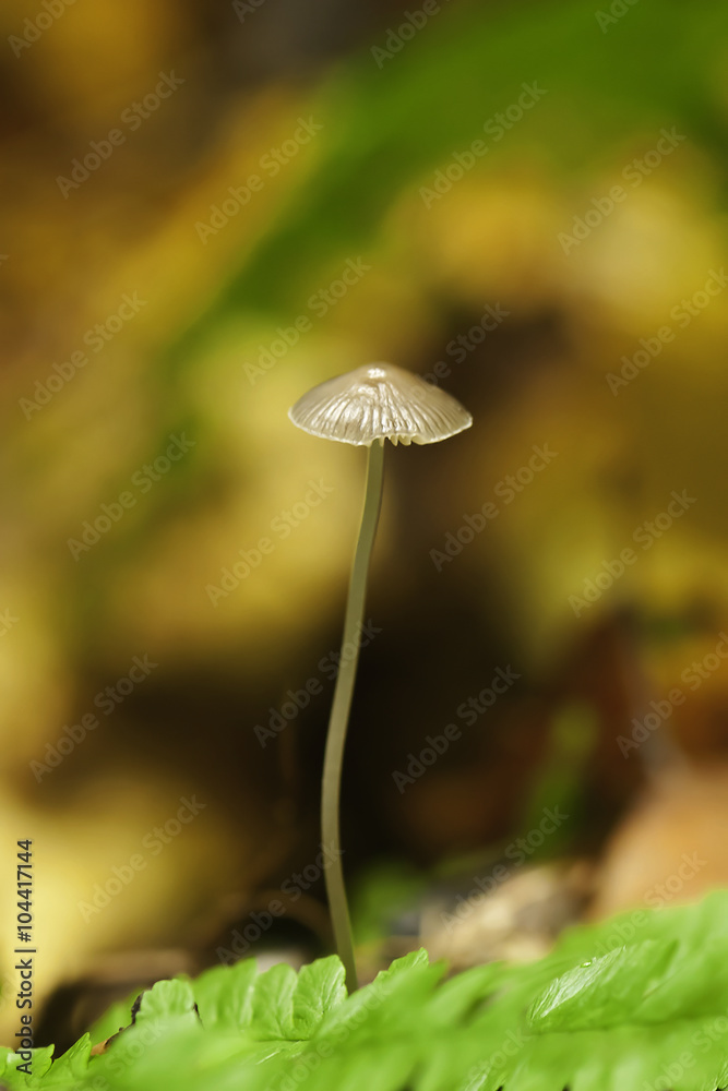 Beautiful mushroom Beautiful mushroom
