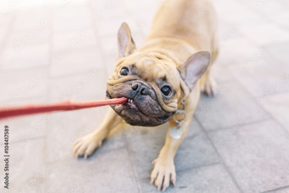 Dog biting outlet lead