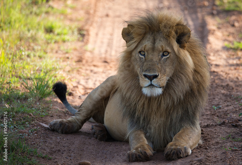 Lion on the savannah road in morning light