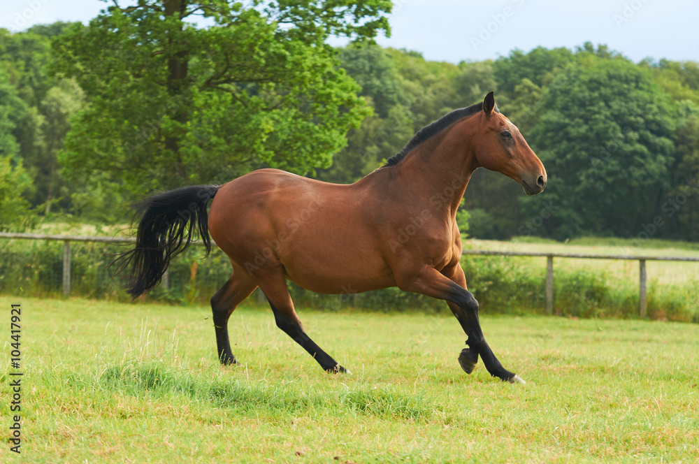 Fototapeta premium Portrait of the brown horse on british farm during summertime
