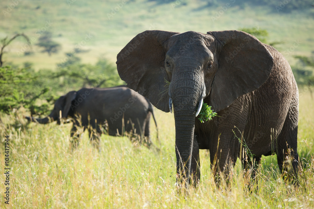 Big african elephant in serengeti national park