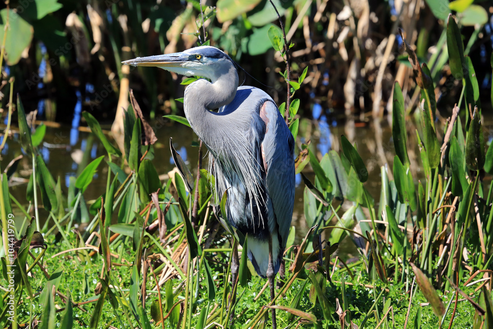 Fototapeta premium Beautiful and healthy tricolored heron in a marsh.