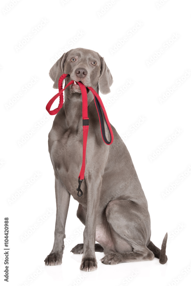 can weimaraner be red