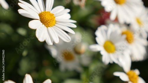 Shallow DOF common daisy beautiful white flower slow tilting natural background 4K 2160p 30fps UHD footage - Bellis perennis common European daisy flower bud 4K 3840X2160 UltraHD video