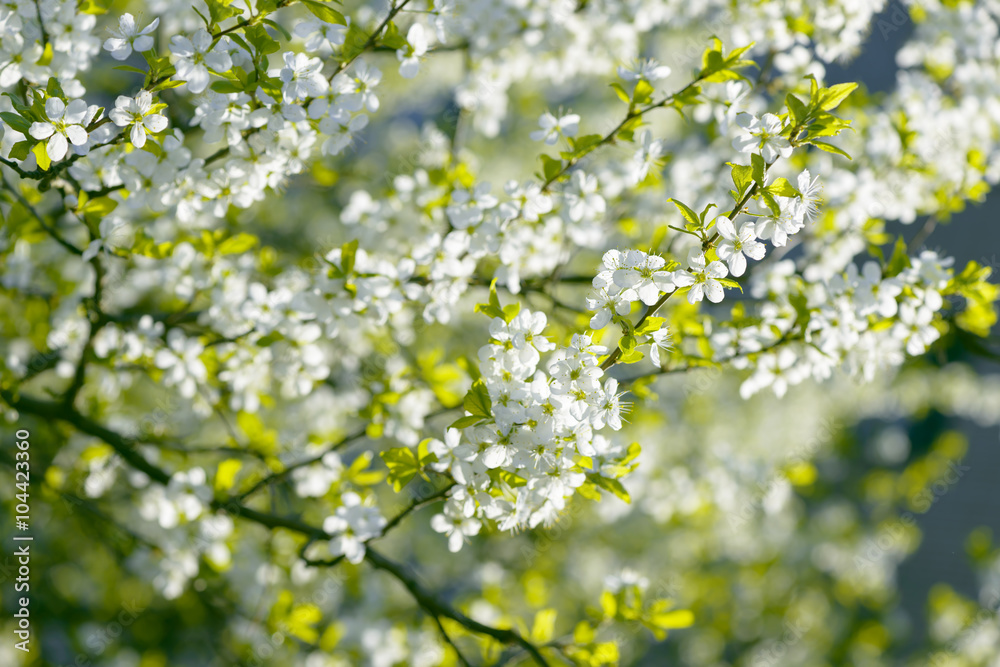 Spring cherry blossoms Sakura Spring cherry blossoms Sakura