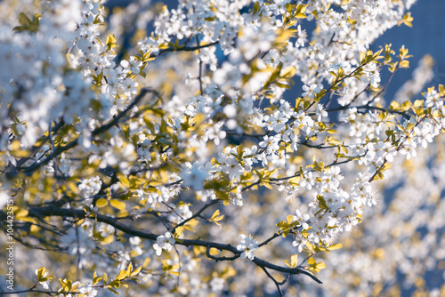 Spring cherry blossoms Sakura © Сyrustr