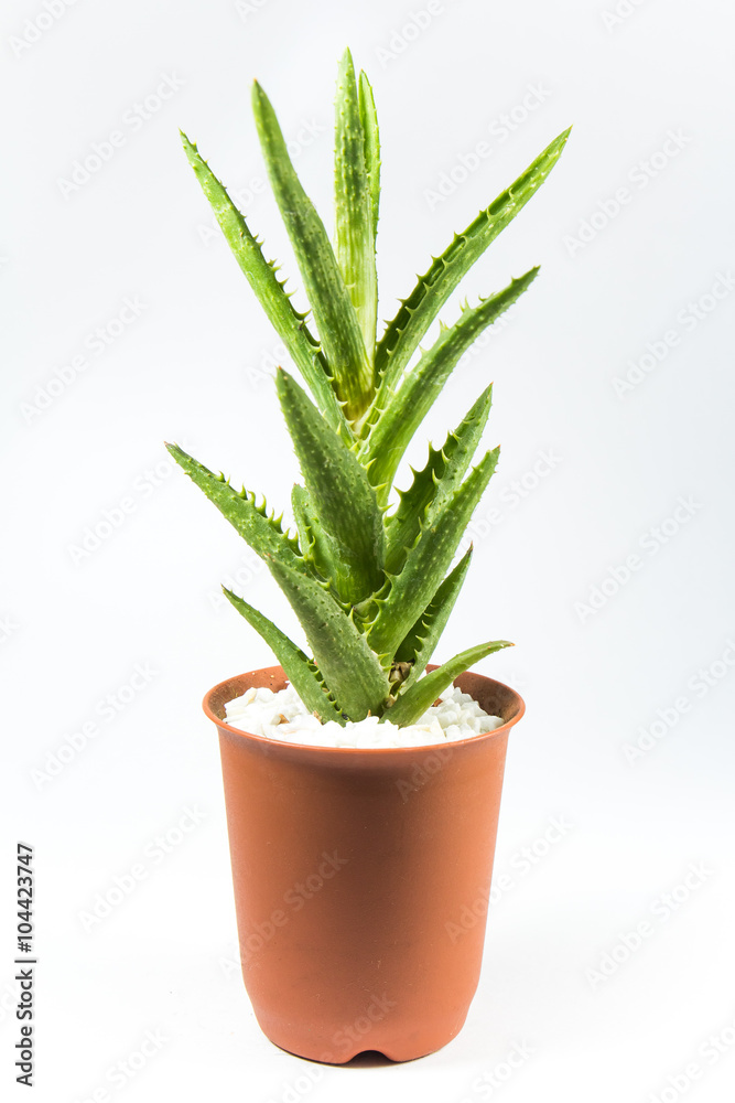 Cactus On White Background Cactus On White Background