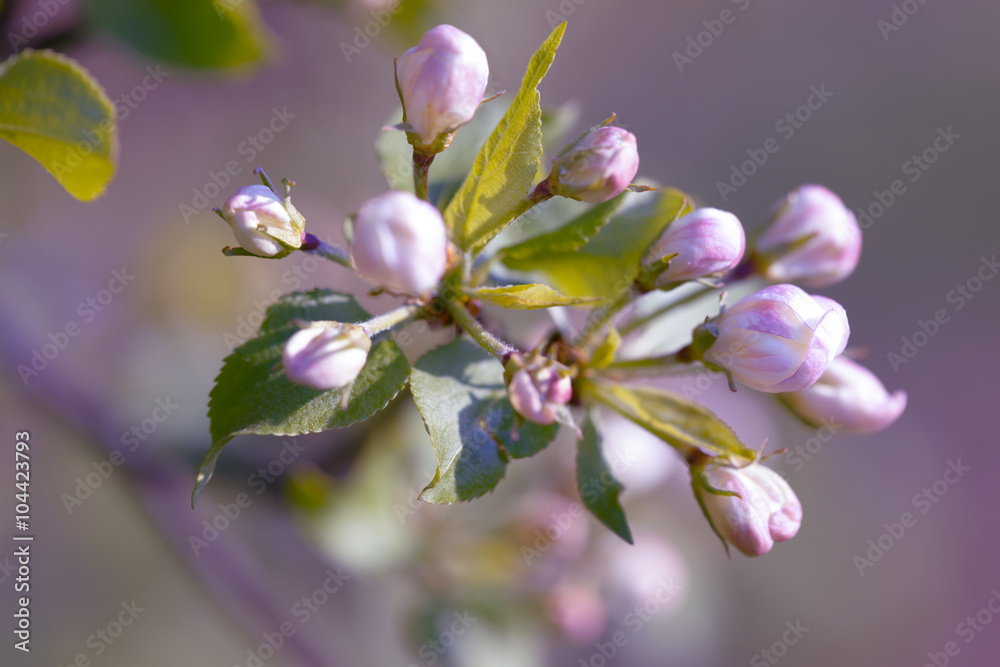 Beautiful flowering apple tree background with blooming flowers in spring day Beautiful flowering apple tree background with blooming flowers in spring day