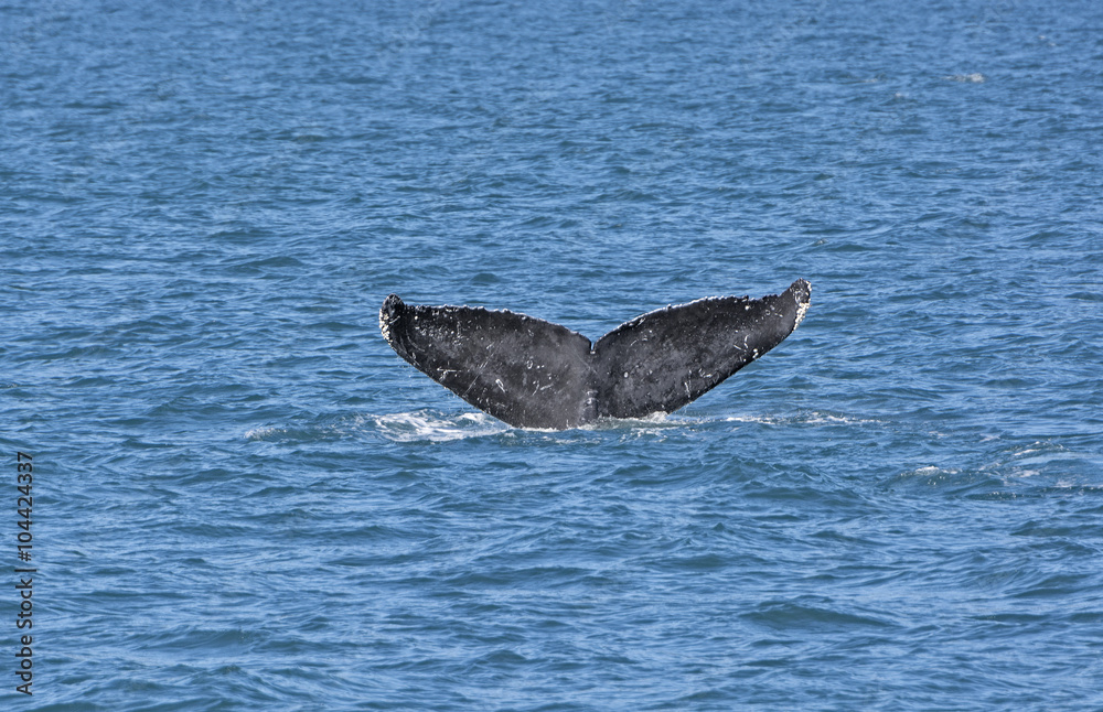 Fototapeta premium Whale Flukes on the way down
