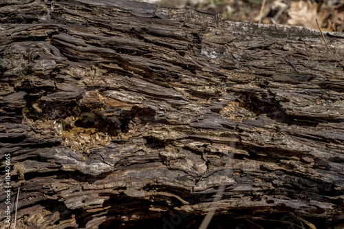Rotten wood texture