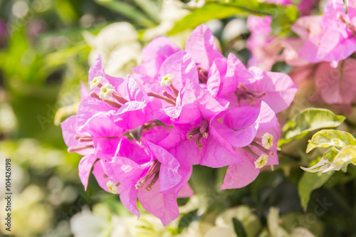 Beautiful magenta bougainvillea flowers  Bougainvillea glabra Ch