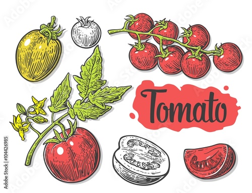 Tomato, half and slice isolated engraved illustration. Set of hand drawn tomatoes isolated on white background.