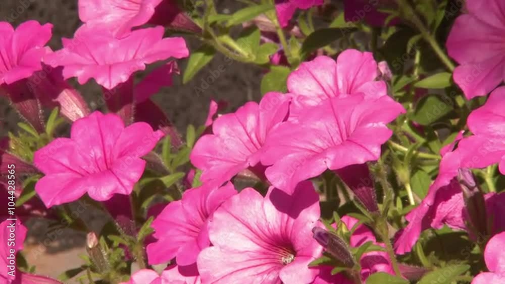 Tight shot of some bright pink flowers.