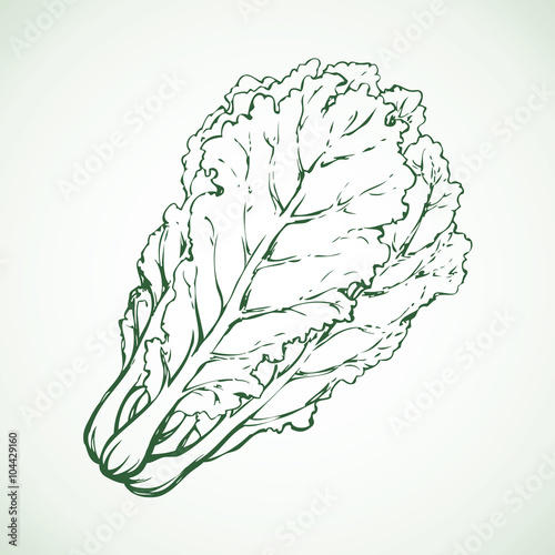 Chinese cabbage. Vector drawing