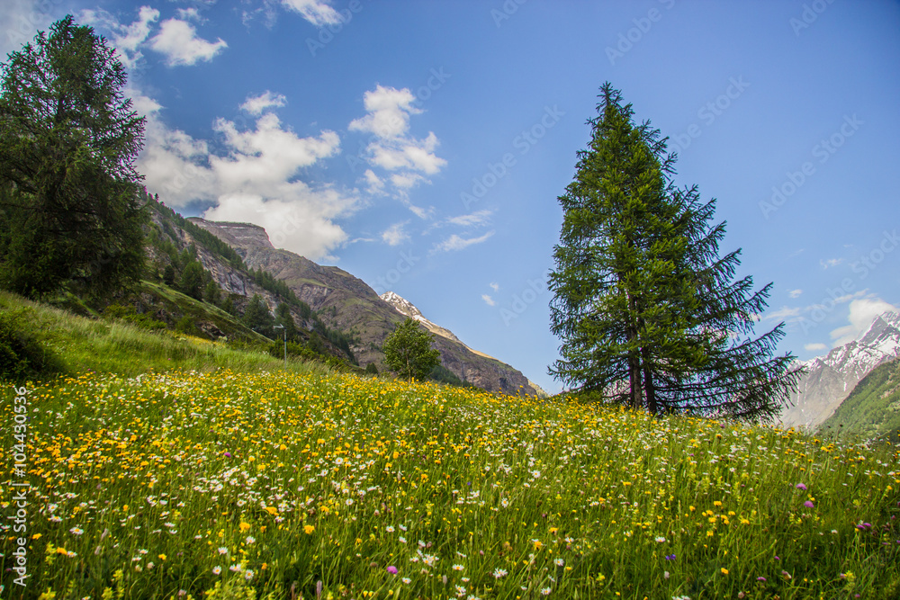 beautiful flowerd meadow of Alps
