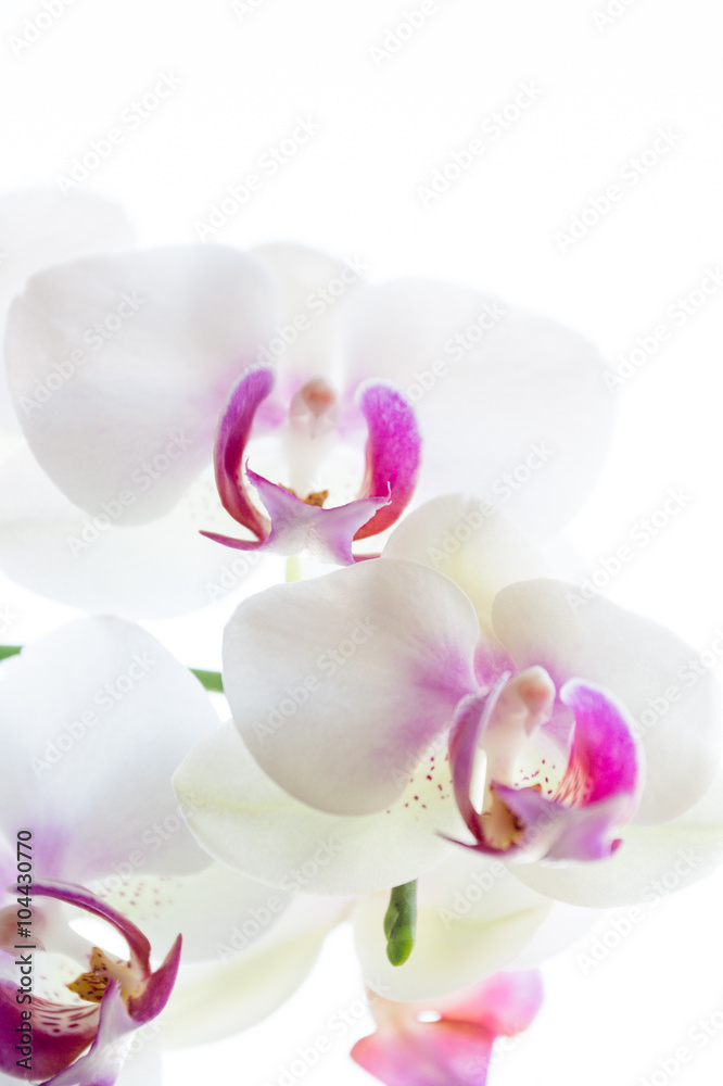 Orchideen Orchideen