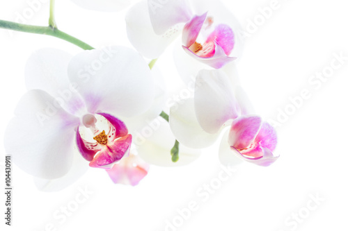 Fototapeta Naklejka Na Ścianę i Meble -  isolierte weiße Orchideenblüten