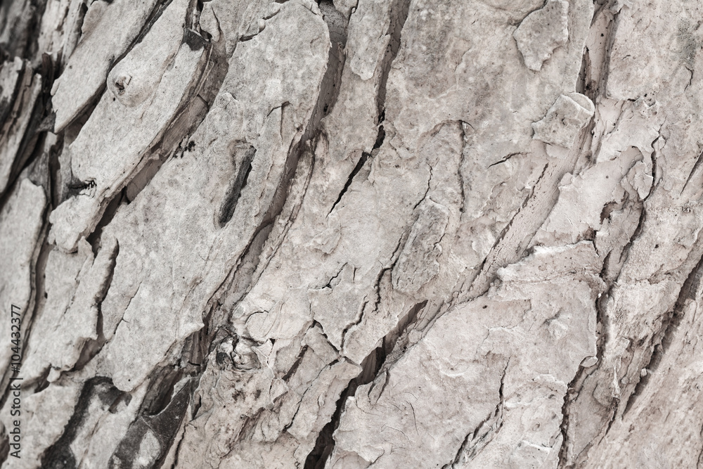Background of tree bark Background of tree bark