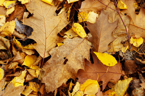 amazing beautiful yellow and brown autumn leaves on the ground,