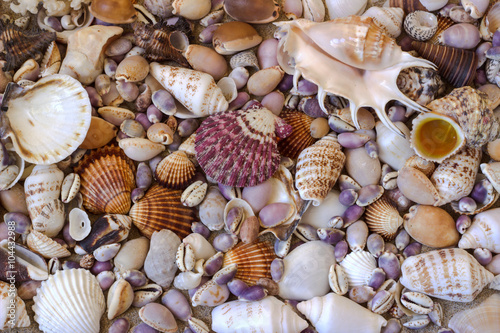 Seashells. Background.