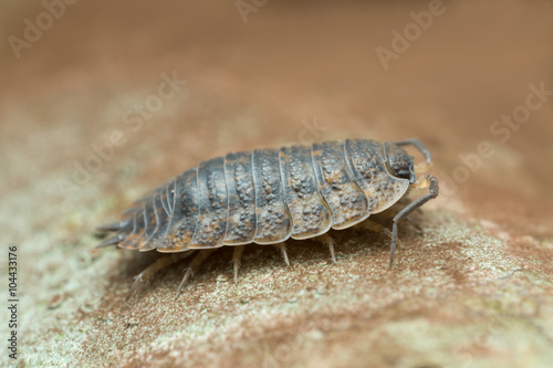 Woodlouse, copyspace in the photo