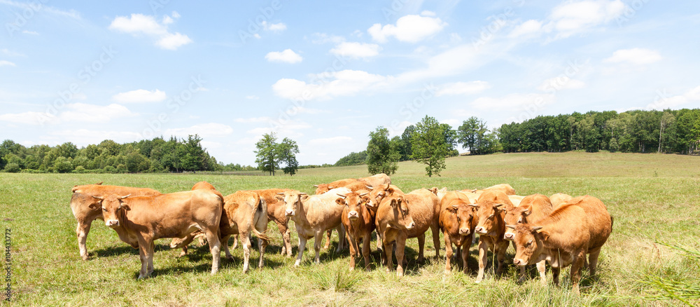 Herd of young Limousin beef cattle in a panorama banner standing in a row in a sunny pasture  looking at the camera, cows, heifers and bullocks