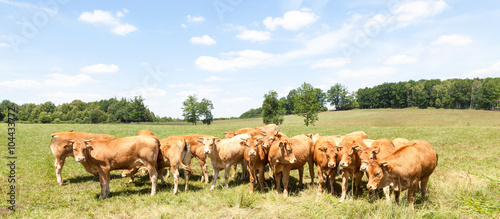 Herd of young Limousin beef cattle in a panorama banner standing in a row in a sunny pasture  looking at the camera, cows, heifers and bullocks