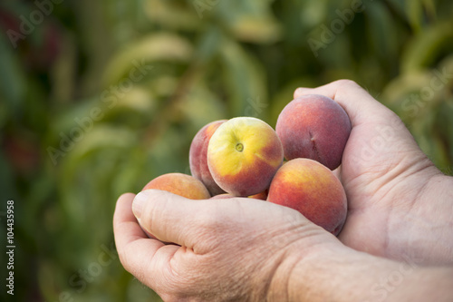 Hands full of peaches