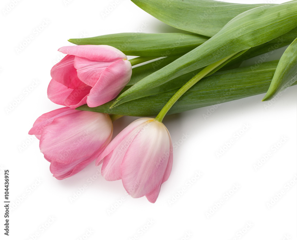 Spring tulips isolated on white background