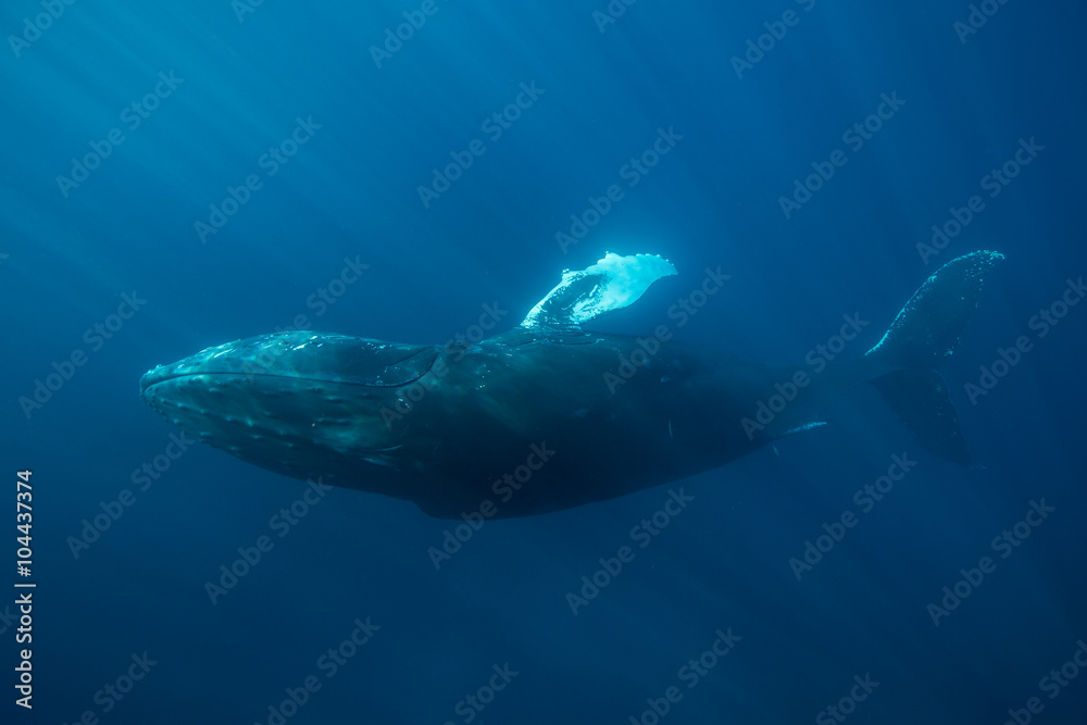 Fototapeta premium Whale and Sunlight