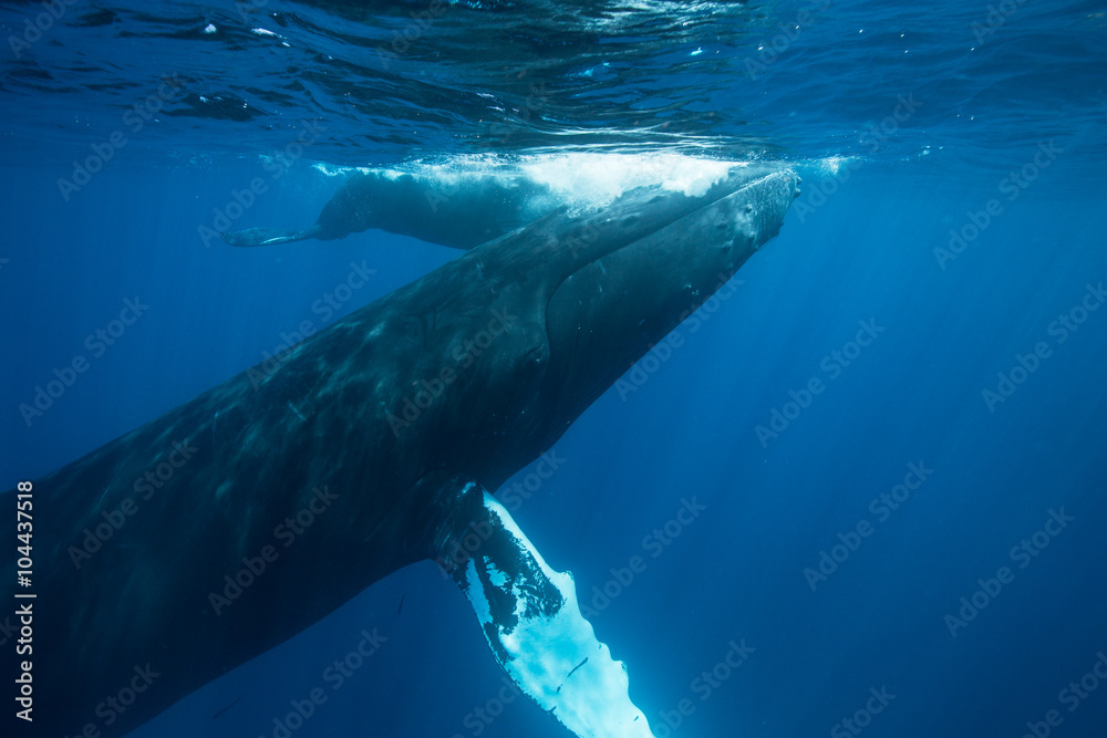 Naklejka premium Humpback Whales at Surface