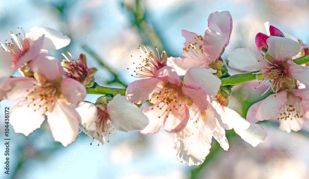 Fototapeta premium Spring beauty : fragrant almond blossoms :)