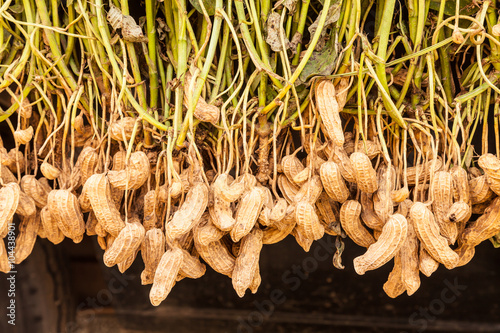 Billede på lærred Peanuts