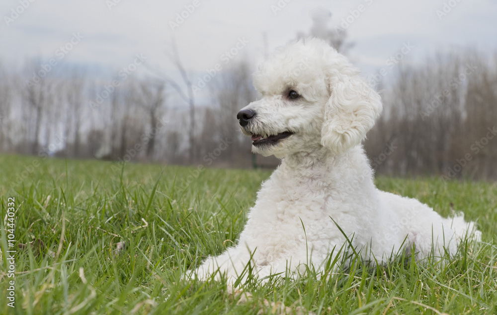 White poodle in the grass