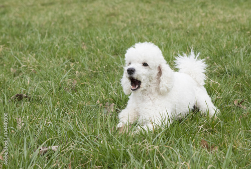White poodle in the grass