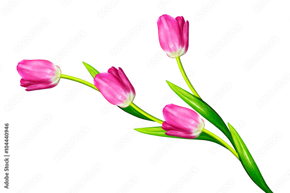 spring flowers tulips isolated on white background. spring flowers tulips isolated on white background.