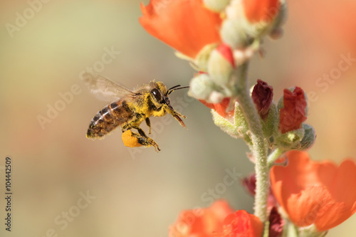 Pollen covered honeybee flying to desert mallow flower